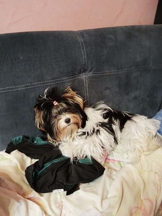 Бивер йоркширски териер