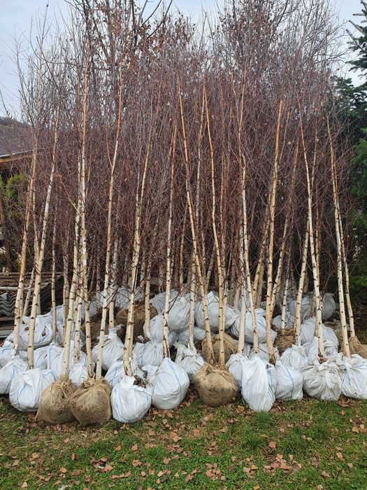 Mesteacăn betula pentru umbră