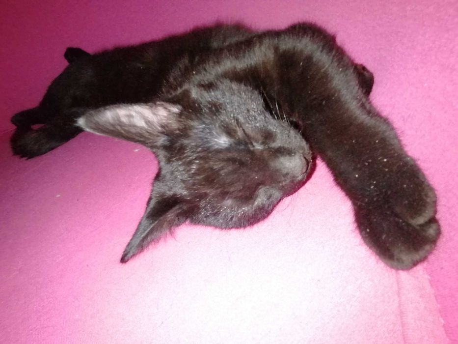 Котенок — обладатель секретного узора (4 мес. мальчик).