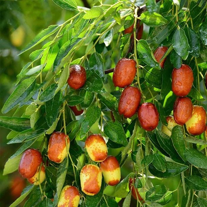 Curmal chinezesc pomisor