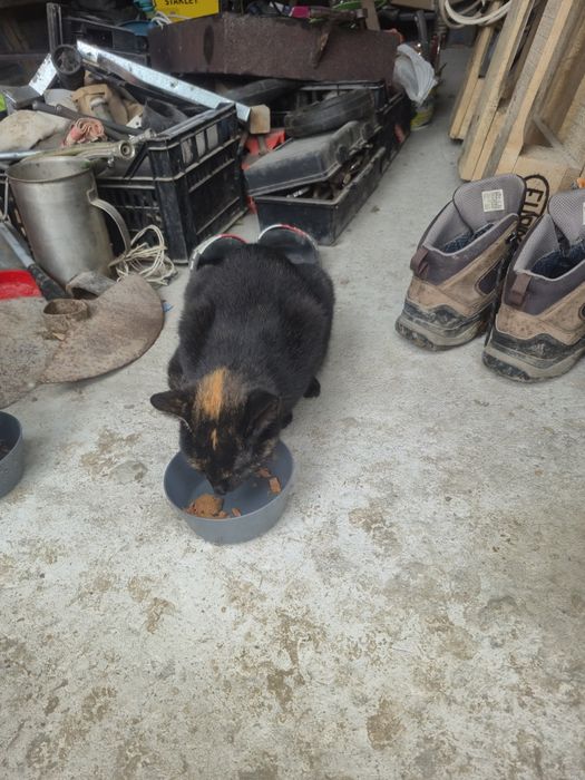 Donez pisicuta,rasa comuna