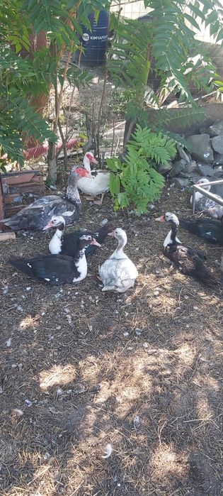 Vând rațe mute tinere