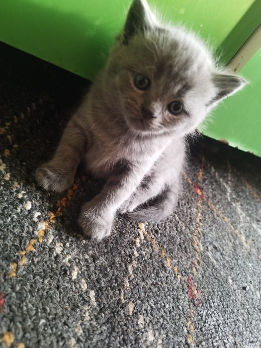 Скотиш страйт и фулд