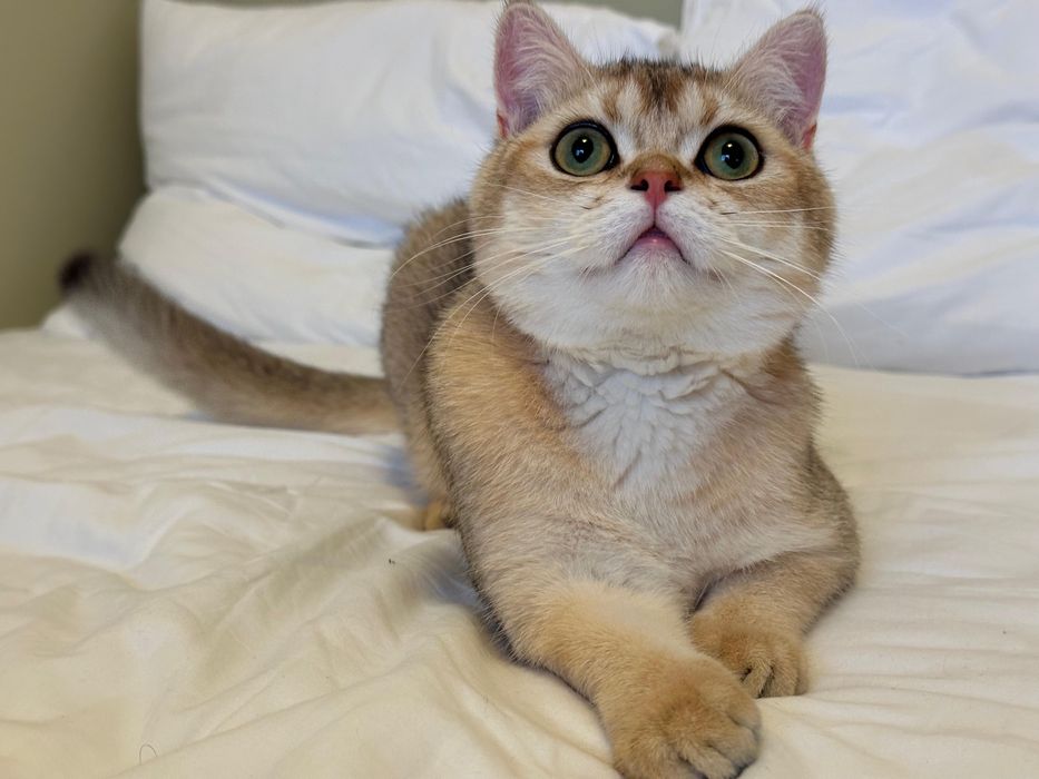 Baietel british shorthair chinchilla gold !