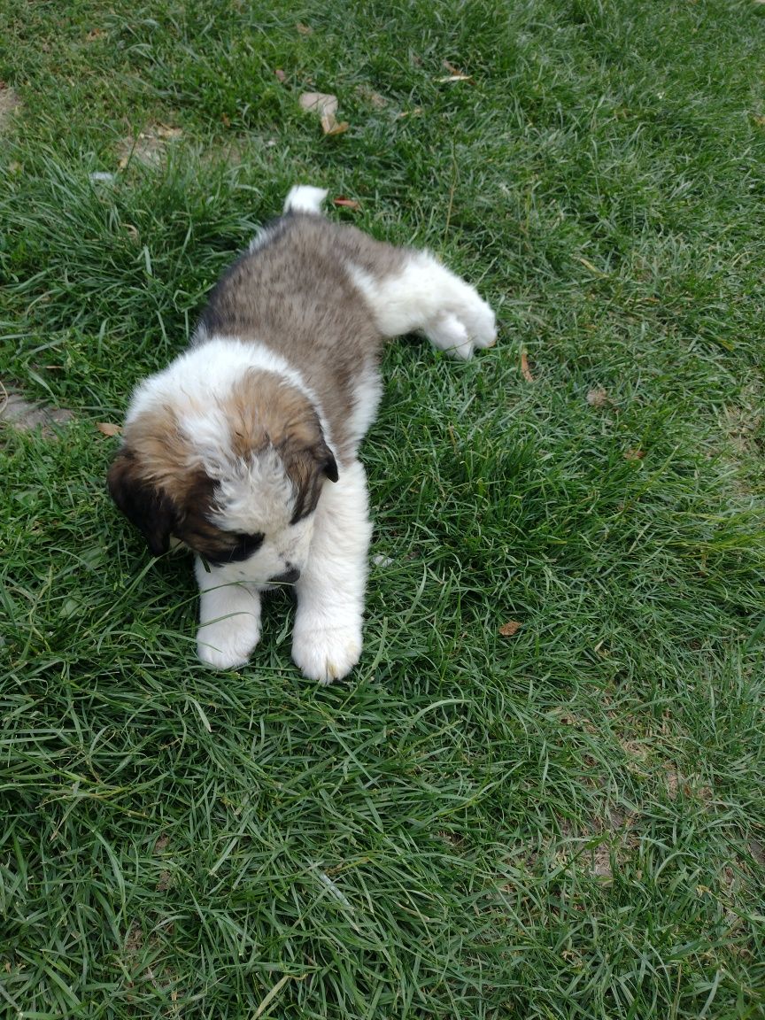 Ofer spre adopție căței Saint Bernard