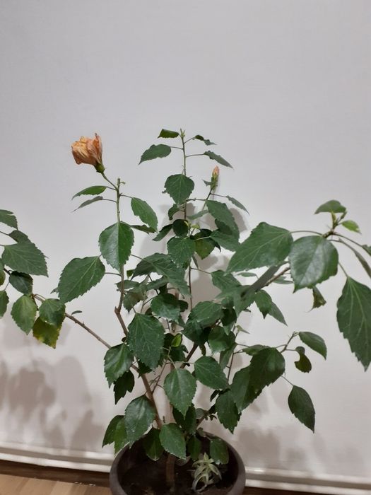 Ghivece cu flori de cameră