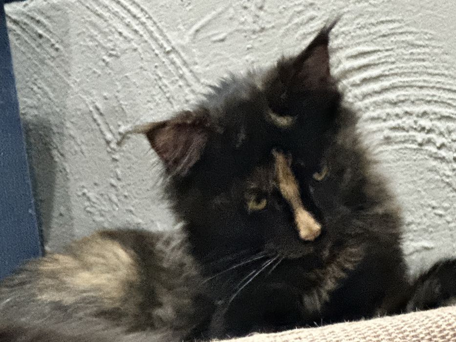 Продам кошку мейн кун 6 мес