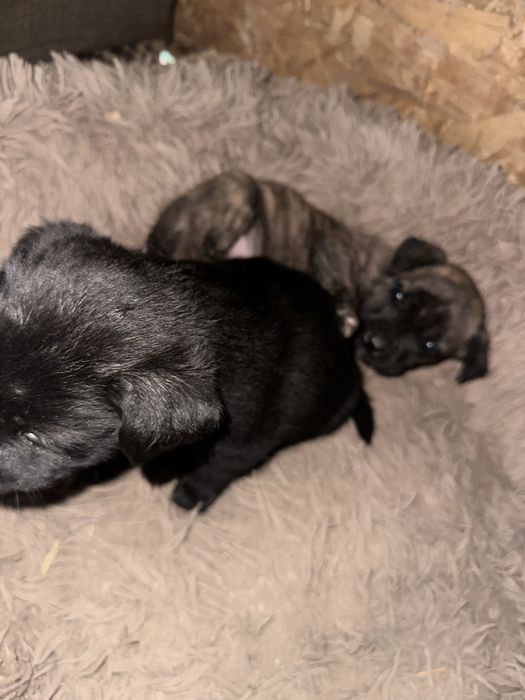 Oferim spre adopție 8 pui de căței