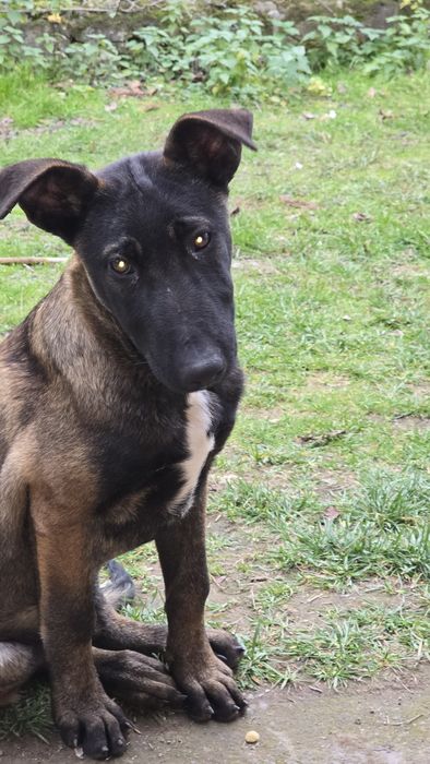 Donez catei belgieni malinois