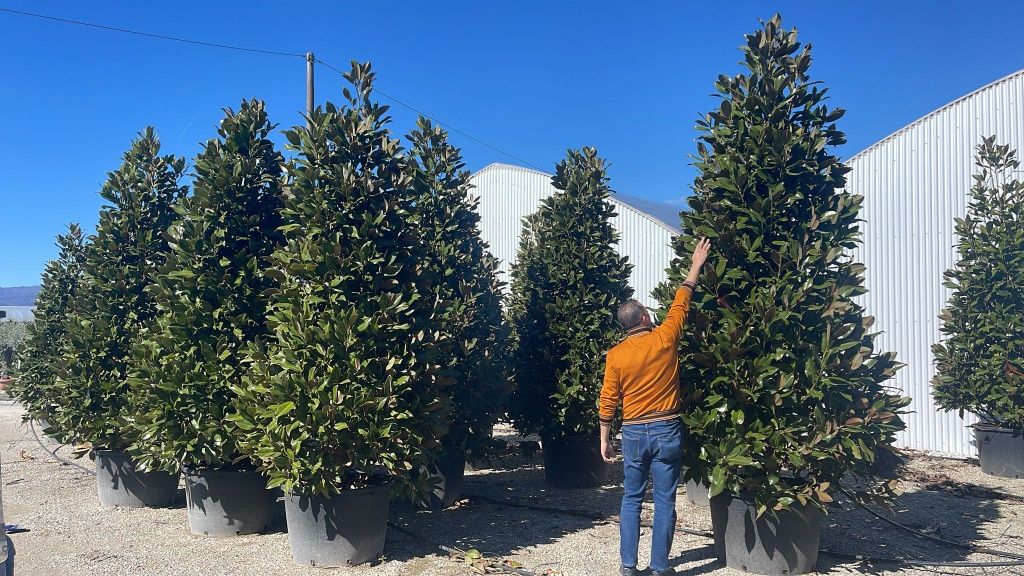 Magnolia grandiflora tufa 3/4m