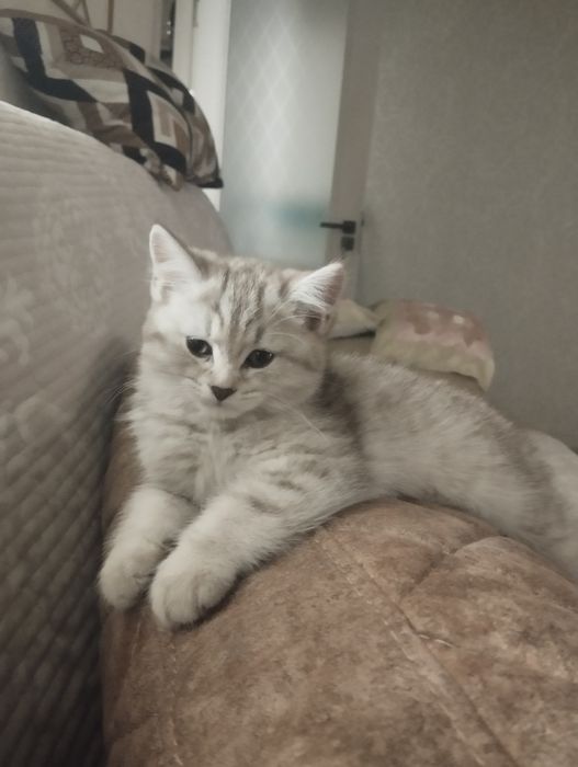 Продается котенок