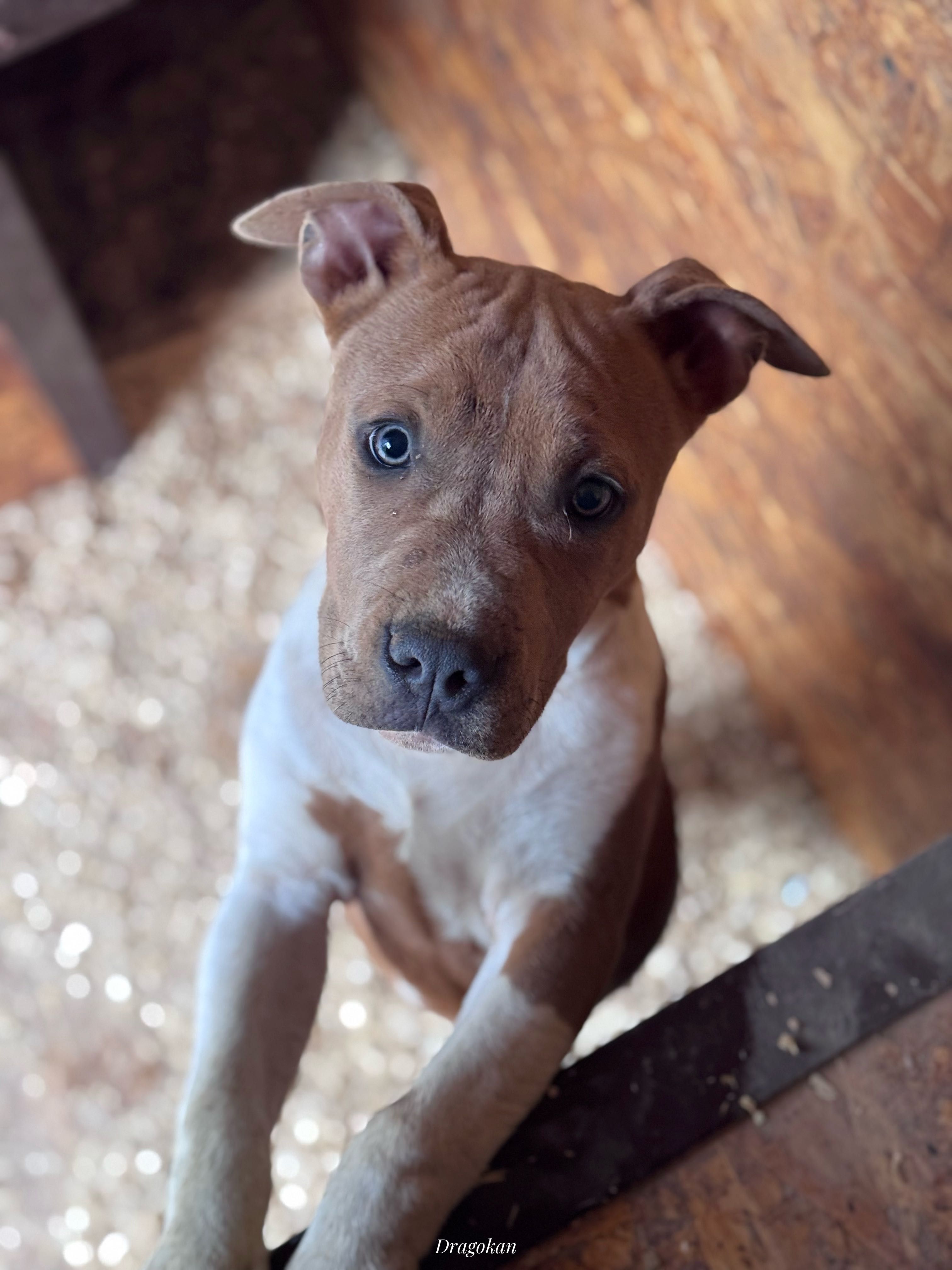 Amstaff rasă pură cu pedigree