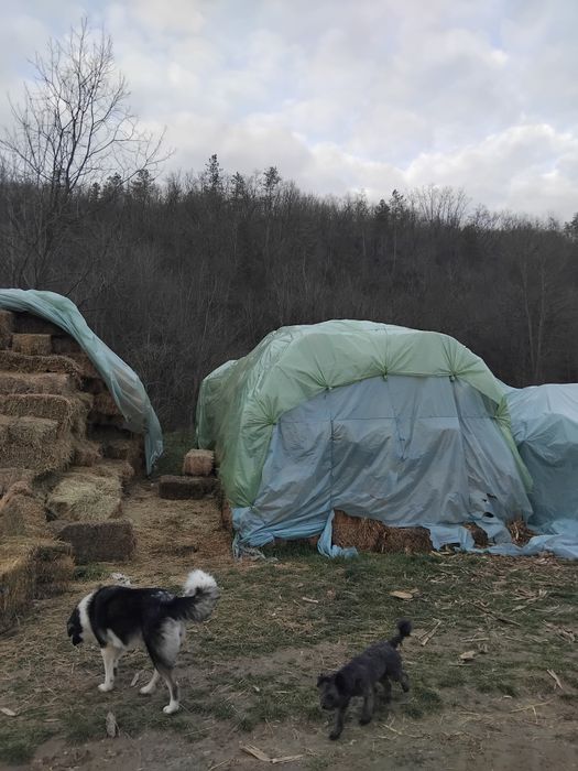 Vând baloti lucerna