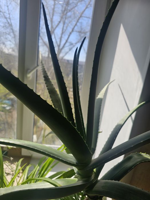 Продам многолетний крупный мясистый алоэ