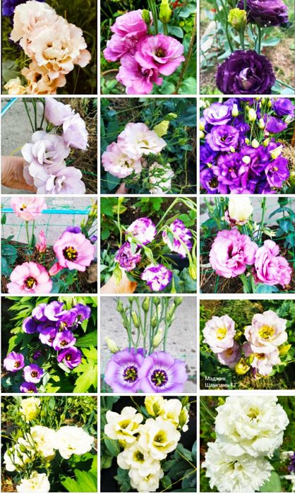 Семена эустомы смесь.