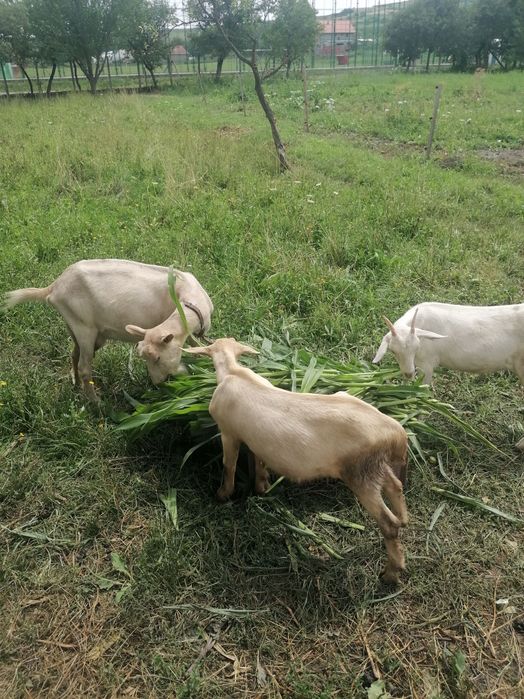 Vând 2 capre cu lapte