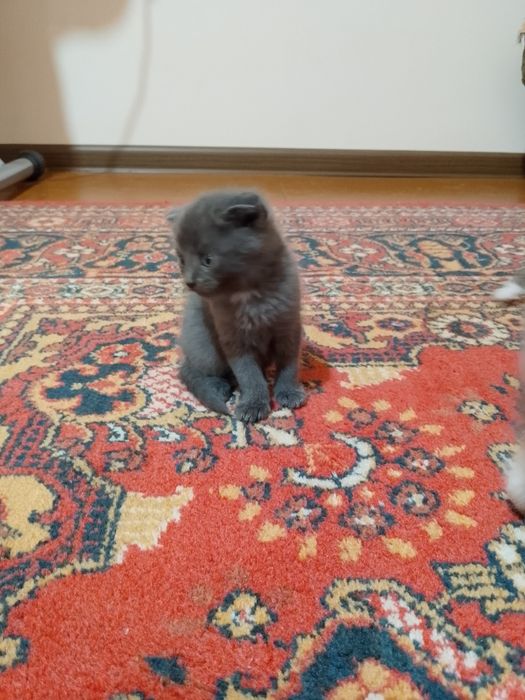 Котята скотиш фолд