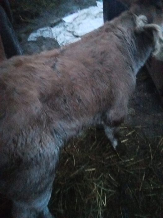 Vand 3 vitele deosebit de frumoase