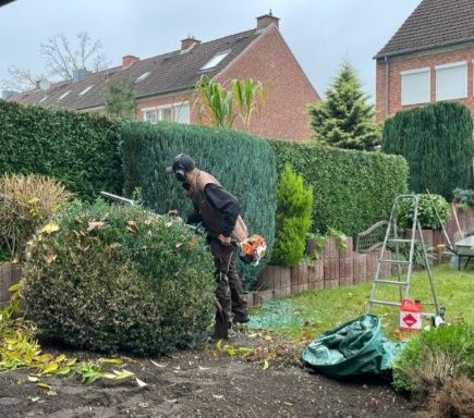 Gradinarit  Gazon Garduri Vii