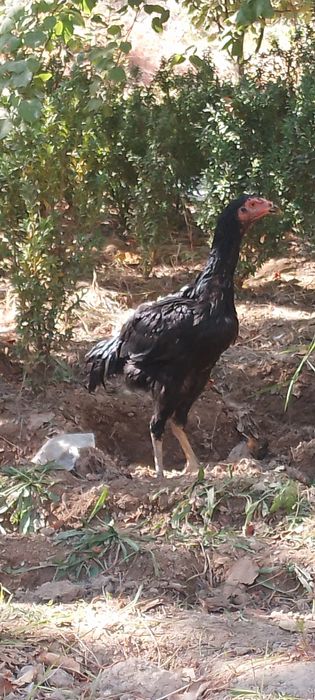Dakan joja 3 oyli narxi kelishamiz