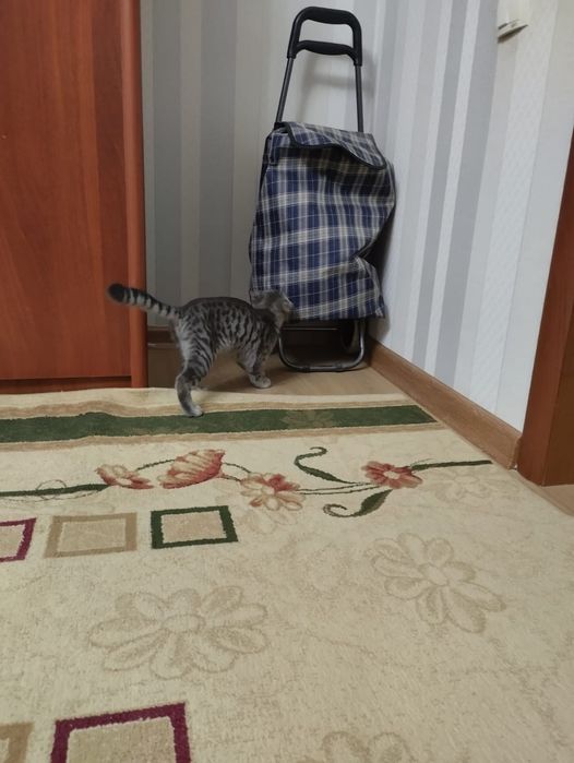 Продаётся котёнок