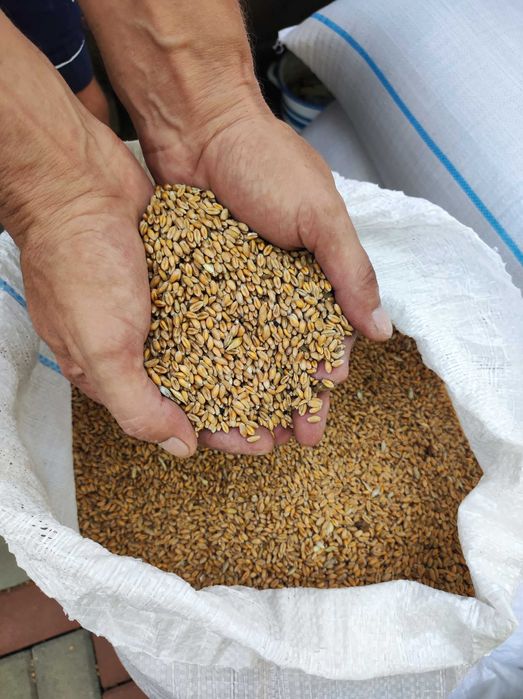 Grâu producție 2025