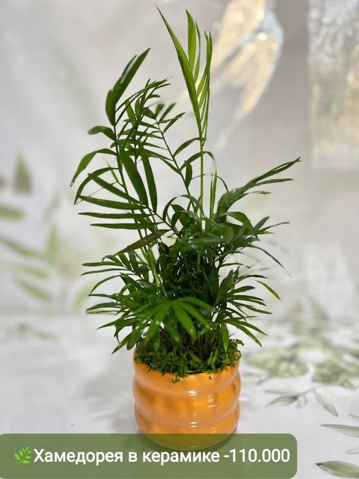 Продаётся Падакарпус, Хамедорея, Сансевиерия и др