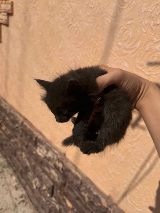 Котята в добрые руки!