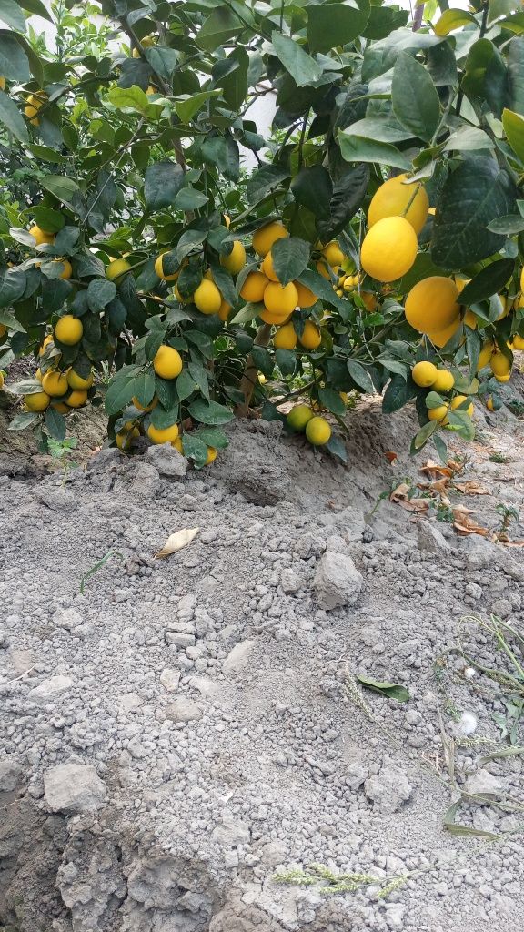 Limon kóchati sotiladi