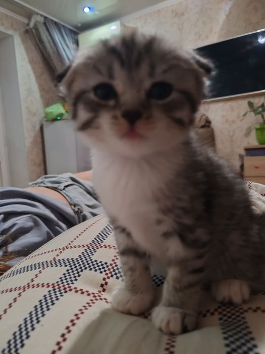 вислоухая девочка котёнок