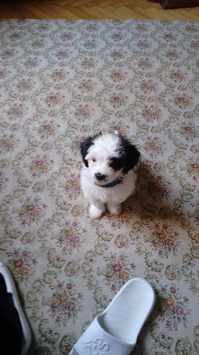 Alexandru cățeluș