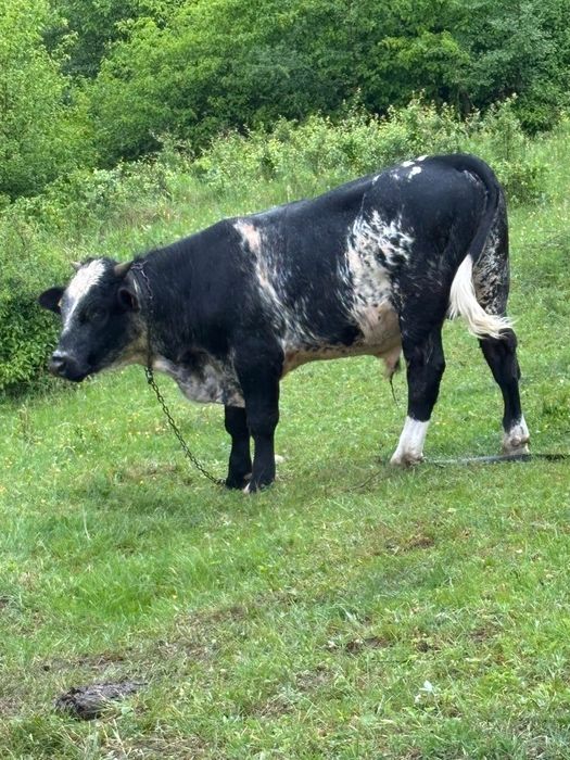 Vând vițel albastru belgian