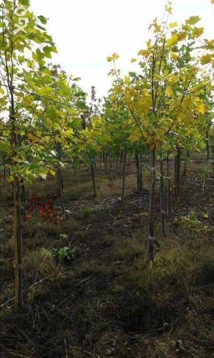 •Vand tuia de orice specie la preț minim
•Livrez plante ornamentale în