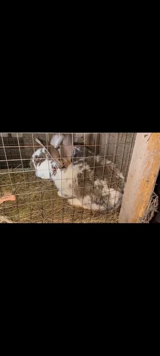 Продам кроликов породы фландр