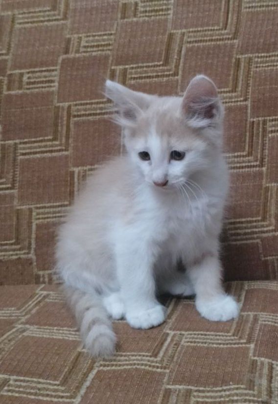 Отдам котят в добрые руки