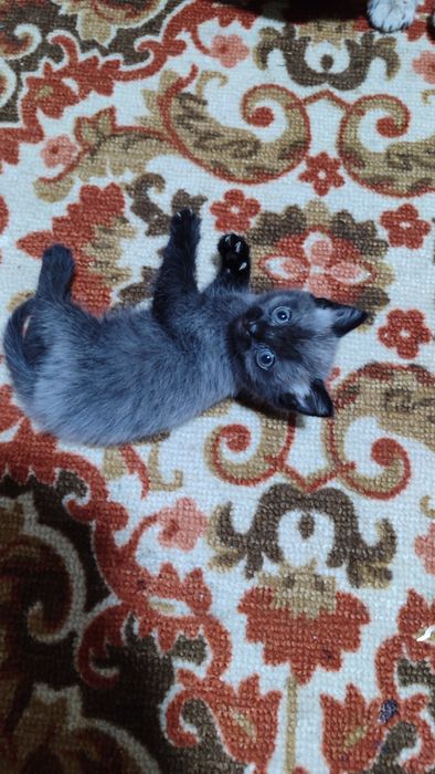Котята шотландские