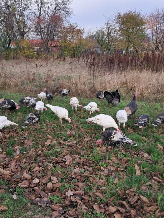 Curci și curcani de vânzare,