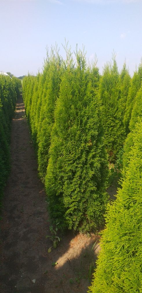 Vând plante ornamentale tuia smarald leyladi chiparos