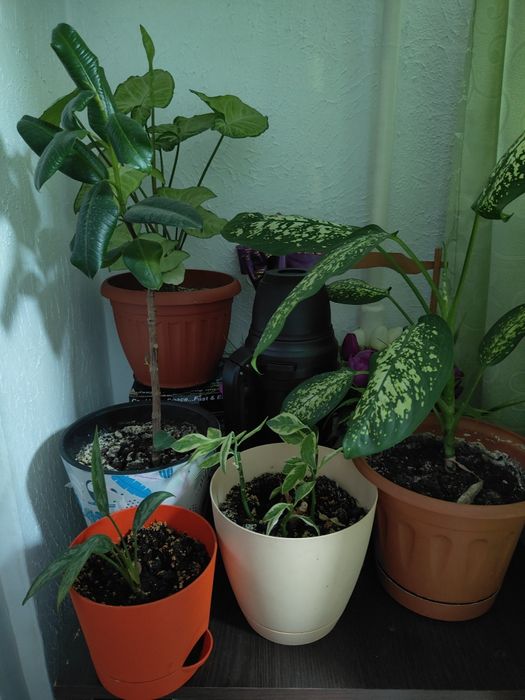 Продам домашнее цветы