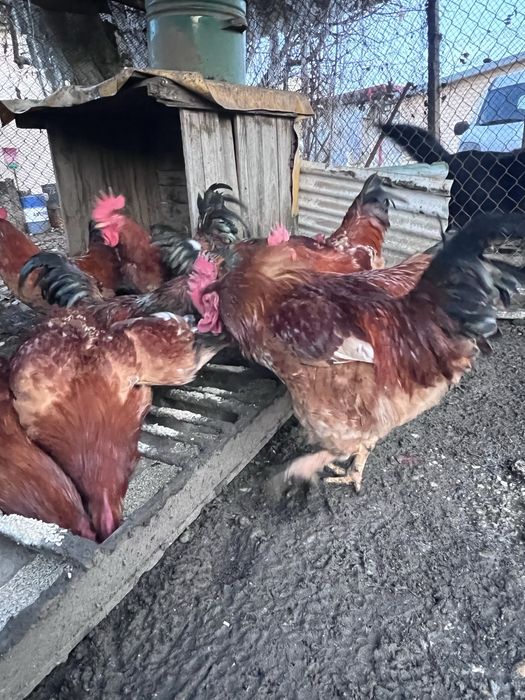 Продавам домашни петли