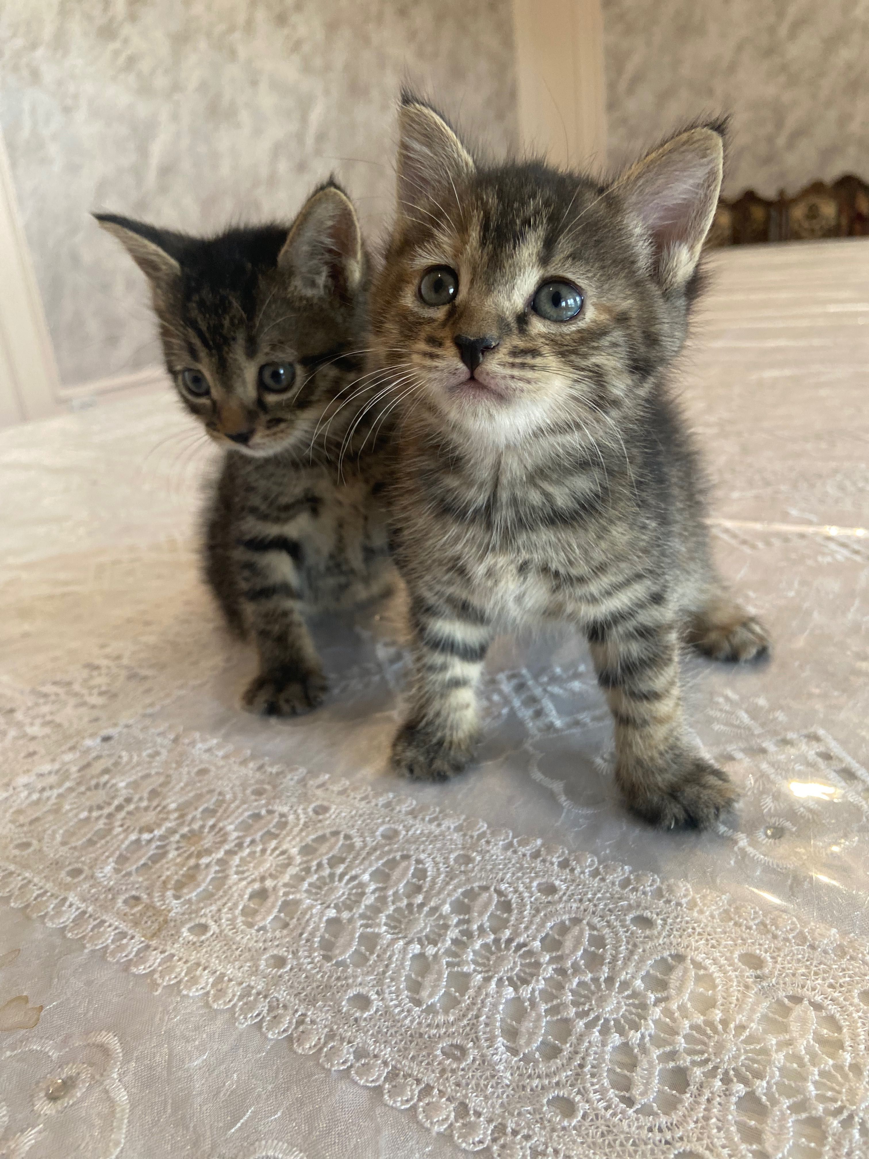 Котенок  только хороших  рук