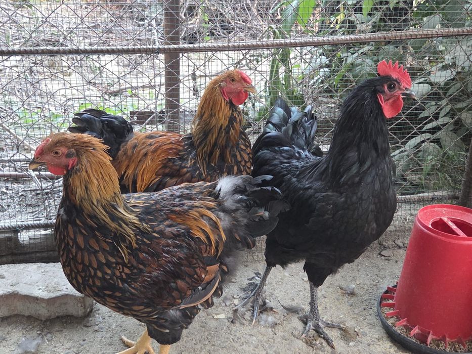 Vand cocosi rasele Wyandotte, Austalorp, Matase japoneza, BrahmaHD