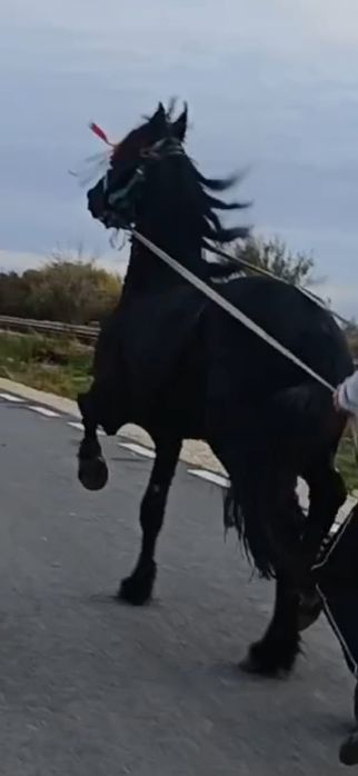 Vând doi manji frizieni