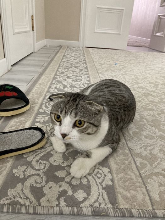 Шотландская кошка