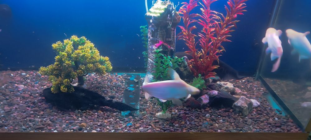 Баликлари сотилади