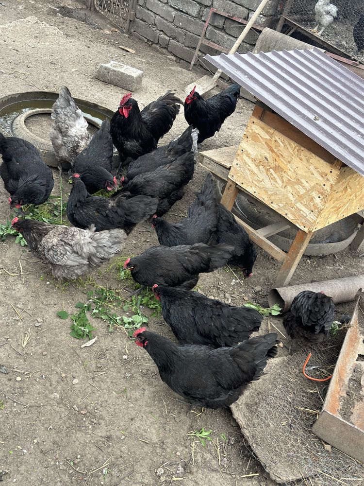 Gaini Australorp