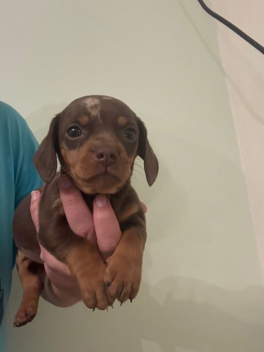 Femela Teckel  cu carnet de sanatate