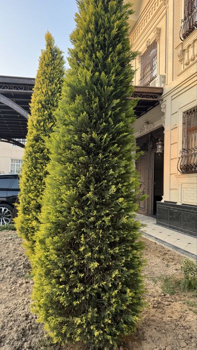 Leylanda gold sotiladi