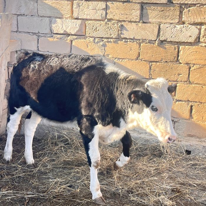 Голштинская сиырлар