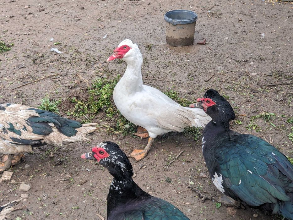 Rațe leșești (mute)